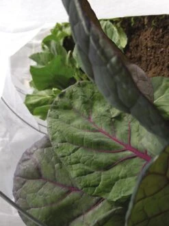 Summerweight Garden Fabric -Garden Care Shop 32644VS 001E tif