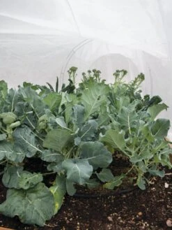 All-Purpose Garden Fabric 12 All-Purpose Garden Fabric -Garden Care Shop 32646 7940 tif