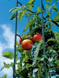 Tomato Ladders, Set Of 3 -Garden Care Shop 38184 003E tif