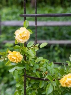 Jardin Round Obelisk, 7' -Garden Care Shop 39 530 0052 tif