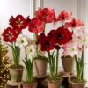 Premium Amaryllis Bulb -Garden Care Shop 39 733 2021 04 tif