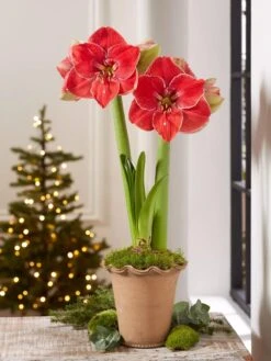 Premium Amaryllis Bulb -Garden Care Shop 39 733 MagicalTouch 2021 10 tif