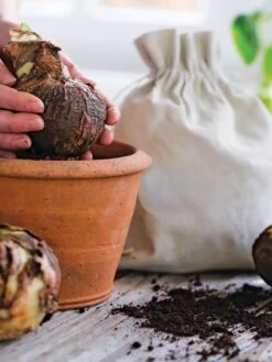 Premium Amaryllis Bulb -Garden Care Shop 39 733 bagged 2020 05000 tif