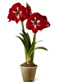 Premium Amaryllis Bulb -Garden Care Shop 39733 2020 2002 silo tif