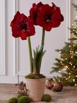 Premium Amaryllis Bulb -Garden Care Shop 39733 2020 2004 tif
