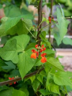 Jardin Tower -Garden Care Shop 3 4 crop 8612997 0059