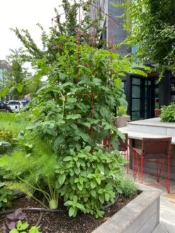 Tomato Towers, Set Of 2 8 Tomato Towers, Set Of 2 -Garden Care Shop 8587041 01IN tif