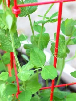 Tall Expandable Pea Trellis -Garden Care Shop 8587061 101 tif