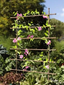 Jardin Ladder Trellis -Garden Care Shop 8587107 083 tif
