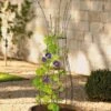 Jardin Pot Trellis 1 Jardin Pot Trellis -Garden Care Shop 8587120 224 tif