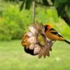Oriole Jelly Feeder -Garden Care Shop 8587472 002 tif
