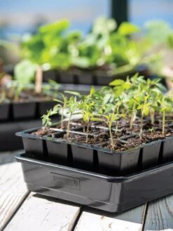 Growease Seed Starter Kit -Garden Care Shop 8589987 7874 tif