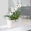 Lechuza® Delta Self-Watering Windowsill Planters -Garden Care Shop 8590298 03V tif