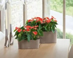 Lechuza® Delta Self-Watering Windowsill Planters -Garden Care Shop 8590298 04V tif