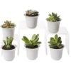 Succulent Terrarium Plant Collection, Set Of 6 -Garden Care Shop 8591769 3597 tif