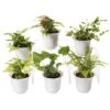 Fern Terrarium Plant Collection, Set Of 6 2 Fern Terrarium Plant Collection, Set Of 6 -Garden Care Shop 8591771 3591 tif