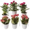 Flowering Terrarium Plant Collection, Set Of 6 -Garden Care Shop 8591772 3594 tif
