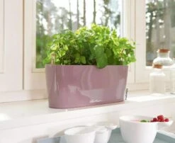 Lechuza® Delta Self-Watering Windowsill Planters -Garden Care Shop 8592361 01V tif