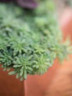 Tall Rectangular Copper Plant Tray, 18" X 5" X 4" -Garden Care Shop 8593534 4601 tif