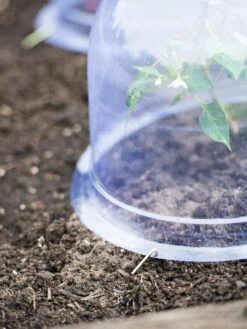 Medium Garden Cloches, Set Of 6 -Garden Care Shop 8593985 9441 tif