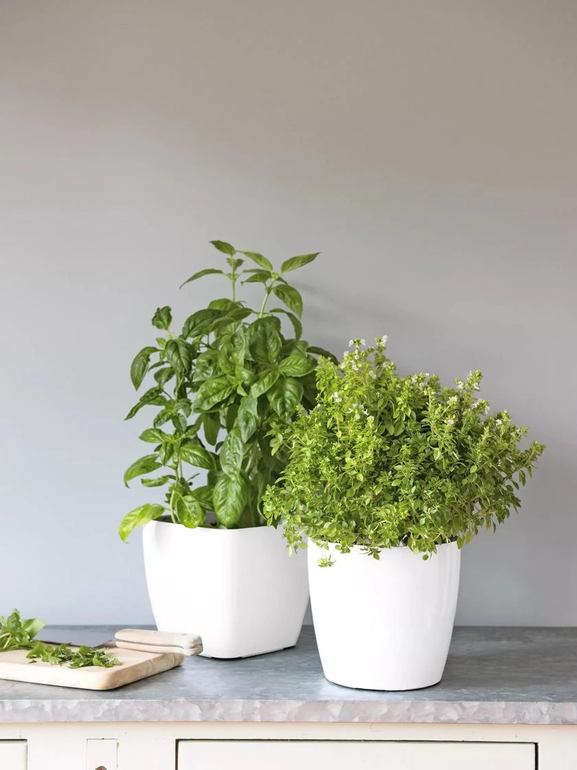 Viva Square Self-Watering Planter, 7" Diameter 3 Viva Square Self-Watering Planter, 7" Diameter