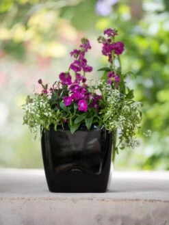 Viva Square Self-Watering Planter, 7" Diameter 13 Viva Square Self-Watering Planter, 7" Diameter -Garden Care Shop 8595223 1107 tif