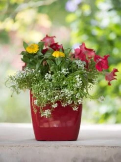 Viva Square Self-Watering Planter, 7" Diameter 12 Viva Square Self-Watering Planter, 7" Diameter -Garden Care Shop 8595223 1111 tif