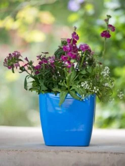 Viva Square Self-Watering Planter, 7" Diameter 10 Viva Square Self-Watering Planter, 7" Diameter -Garden Care Shop 8595223 1113 tif