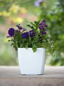 Viva Square Self-Watering Planter, 7" Diameter 11 Viva Square Self-Watering Planter, 7" Diameter -Garden Care Shop 8595223 1118 tif