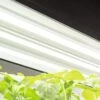 LED SunLite® High Intensity Fixture -Garden Care Shop 8596021 3125 tif