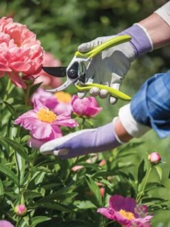 Gardener's Pro Pruner #2 8 Gardener's Pro Pruner #2 -Garden Care Shop 8596605 1261 tif