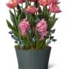 Mother's Day Bloom Bulb Garden -Garden Care Shop 8597243 MothersDay 2023