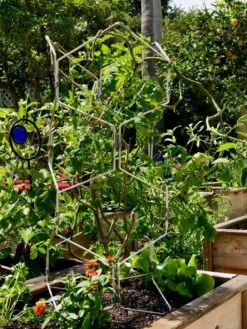 Gardener's Vertex Lifetime Pepper And Eggplant Cage -Garden Care Shop 8599554 01CUST tif