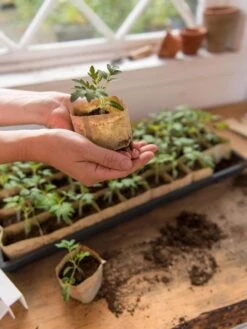 Paper Pots, 50 Cell -Garden Care Shop 8599830 0507 tif