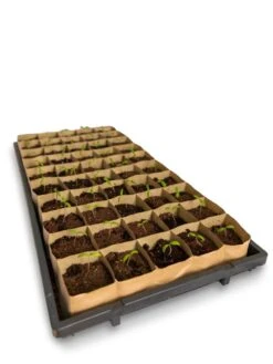 Paper Pots Tray -Garden Care Shop 8599830 18542 tif