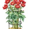 Titan Peony Supports, Medium, Set Of 2 -Garden Care Shop 8599858 0001 art tif
