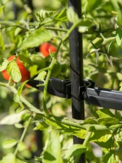 Titan Tomato Cages, Set Of 3 15 Titan Tomato Cages, Set Of 3 -Garden Care Shop 8599861 0079 tif