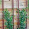 Ina Modern Wall Trellis Sr. 2 Ina Modern Wall Trellis Sr. -Garden Care Shop 8600510 05V tif