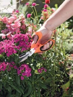 Gardener's Multi Purpose Scissors -Garden Care Shop 8608655 19551 tif