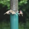 Birds Choice™ Feeder With Squirrel Baffle & Pole -Garden Care Shop 8608734 02V tif