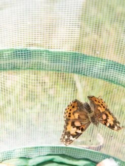 Butterfly Garden® Kit With Voucher 11 Butterfly Garden® Kit With Voucher -Garden Care Shop 8609265 6288 tif