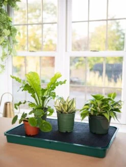 Self-Watering Tray -Garden Care Shop 8609872 9021 tif