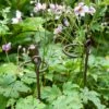Arden Single Stem Supports, Set Of 2 -Garden Care Shop 8609887 8022 tif