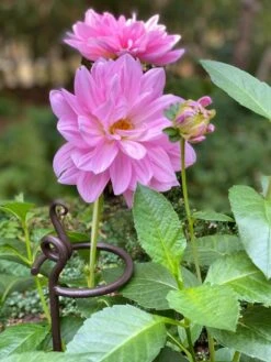 Arden Single Stem Supports, Set Of 2 -Garden Care Shop 8610375 5703 tif