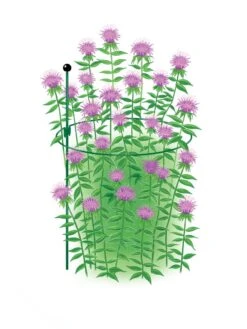 Peacock Classic Plant Support Rings 15", Set Of 2 -Garden Care Shop 8610383 Peacock15x30 tif