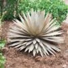 Desert Steel Yucca Plant Sculpture -Garden Care Shop 8610744 03v desert steel yucca plant