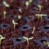 Coco Coir Seed Starting Discs And Tray 2 Coco Coir Seed Starting Discs And Tray -Garden Care Shop 8611810 6832 tif