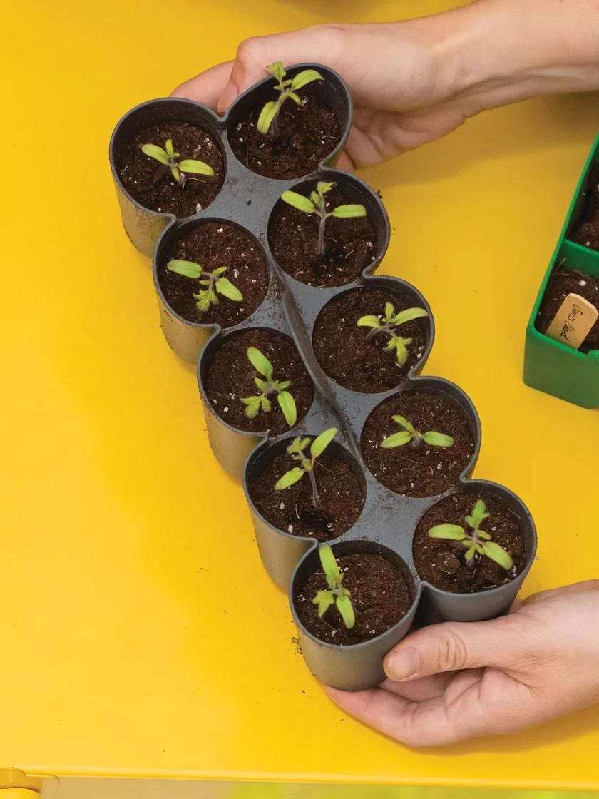 Sili-Seedlings® Seedling Tray, 10-Cell 4 Sili-Seedlings® Seedling Tray, 10-Cell - Image 2