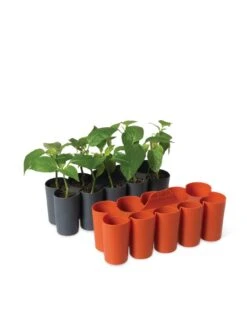 Sili-Seedlings® Seedling Tray, 10-Cell 10 Sili-Seedlings® Seedling Tray, 10-Cell -Garden Care Shop 8611886 5192 tif