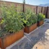 Nice Corten Trough Planters With Trellis 1 Nice Corten Trough Planters With Trellis -Garden Care Shop 8612390 02V jpg